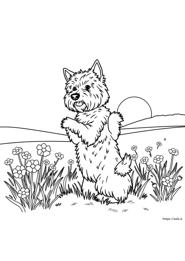Westie Para Colorear