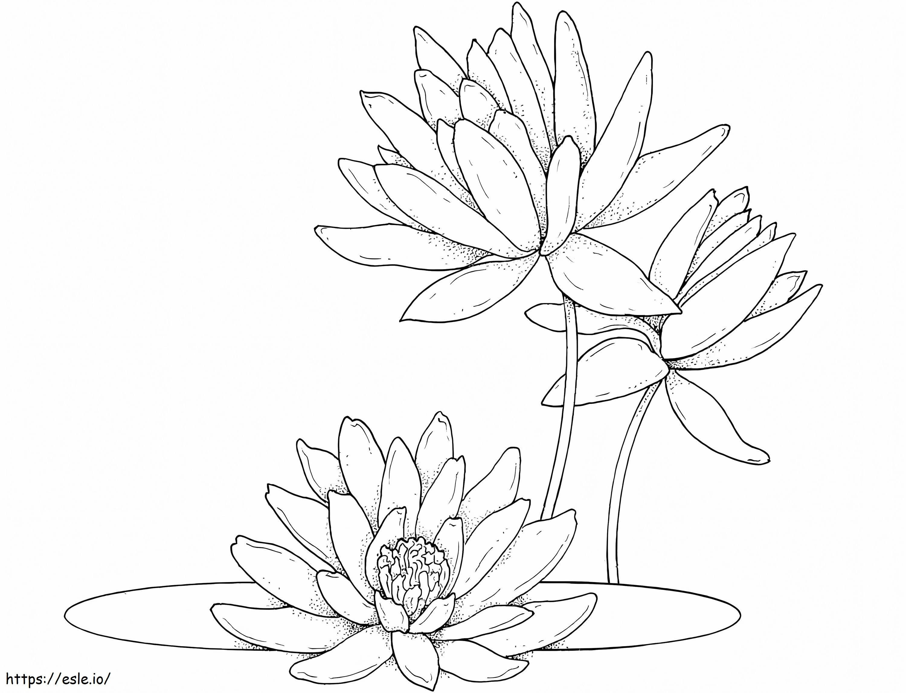 Coloriage Fleur de nénuphar 4 à imprimer dessin