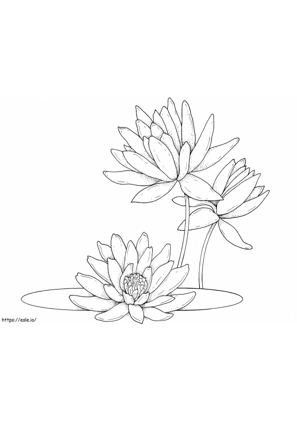 Coloriage Fleur de nénuphar 4 à imprimer dessin