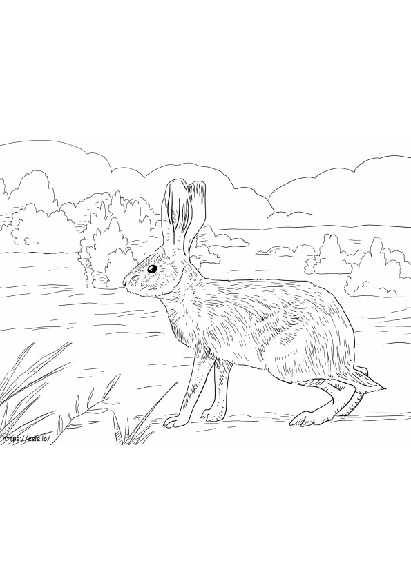 Califórnia Jack Rabbit para colorir