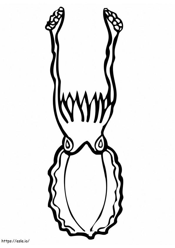 Normal Cuttlefish coloring page