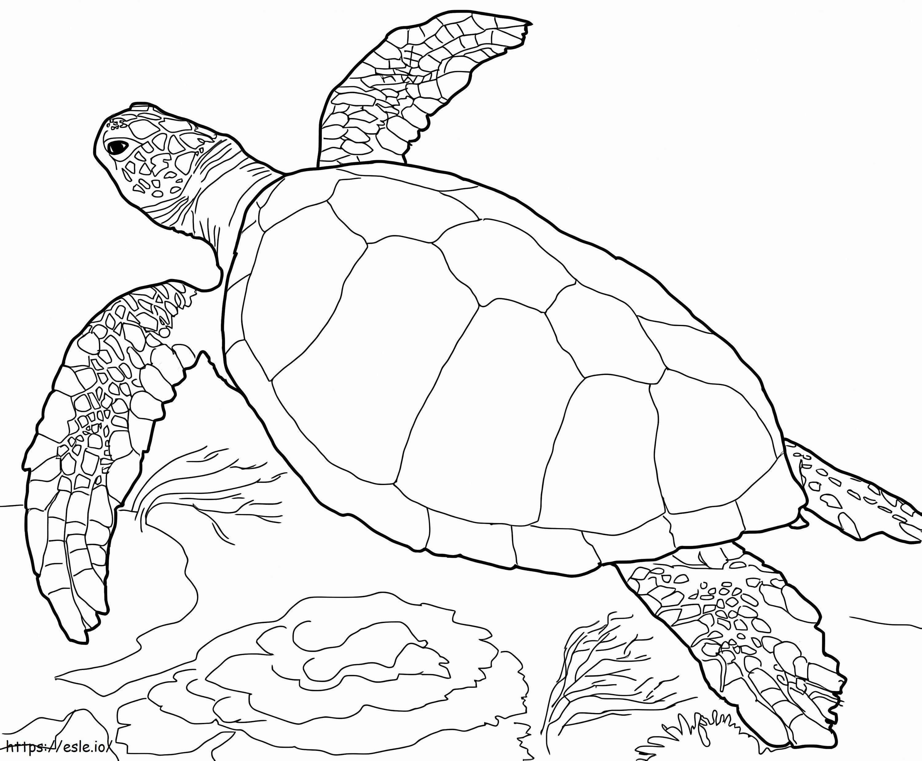 Aptal Kaplumbağa boyama