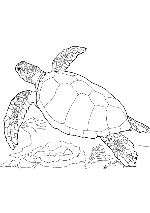 Stupid Turtle coloring page