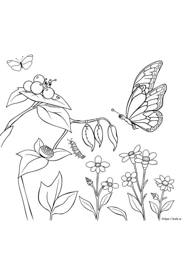 Página Para Colorear Del Ciclo De Vida De La Mariposa