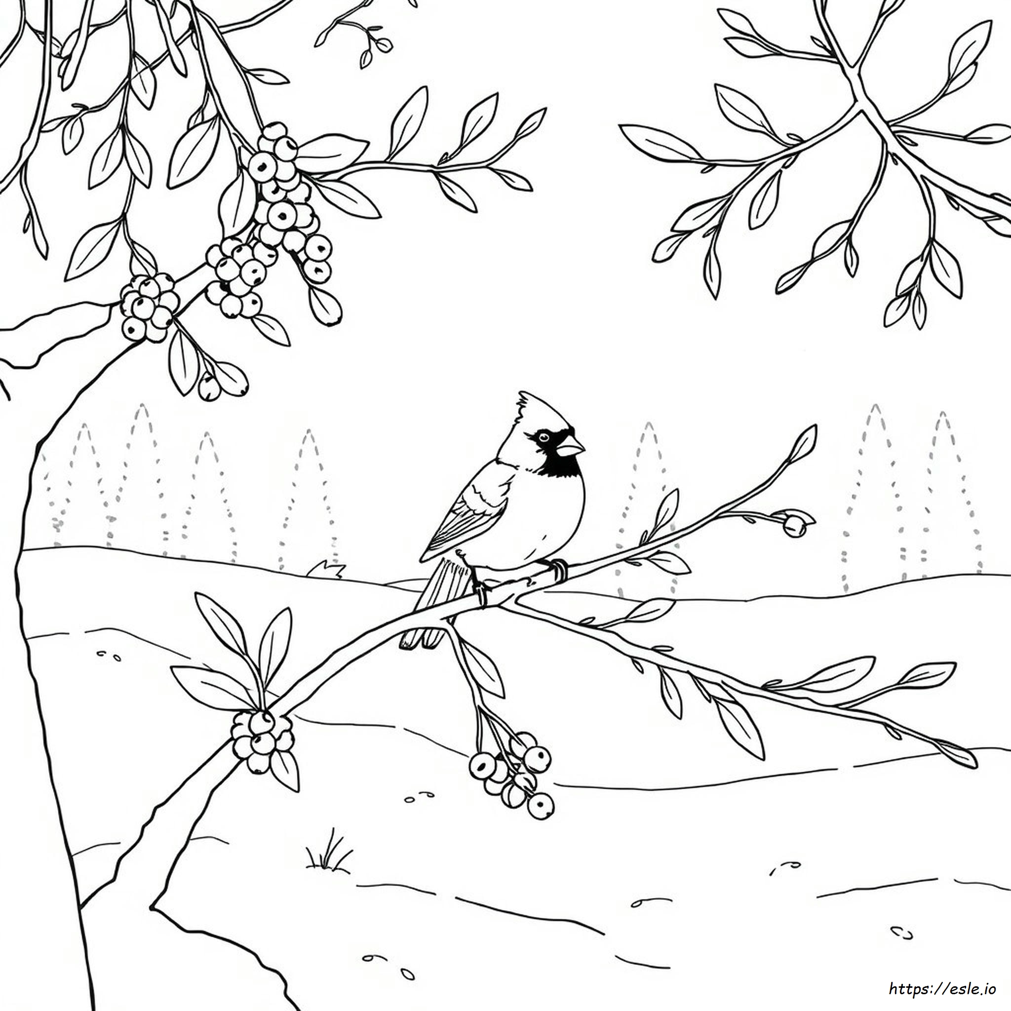 Cardinal Colouring Pages