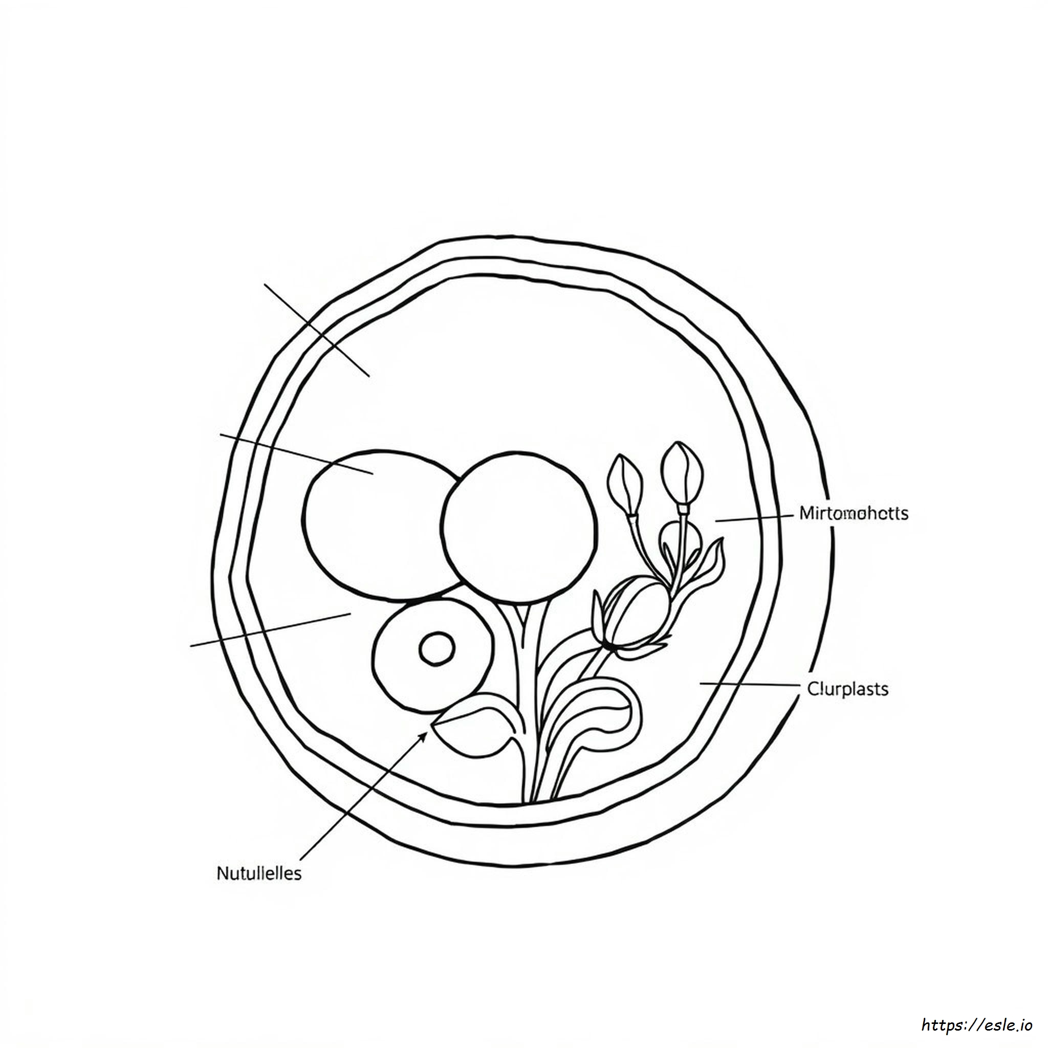 Cell Organelles Coloring Worksheet Pdf Answer Key