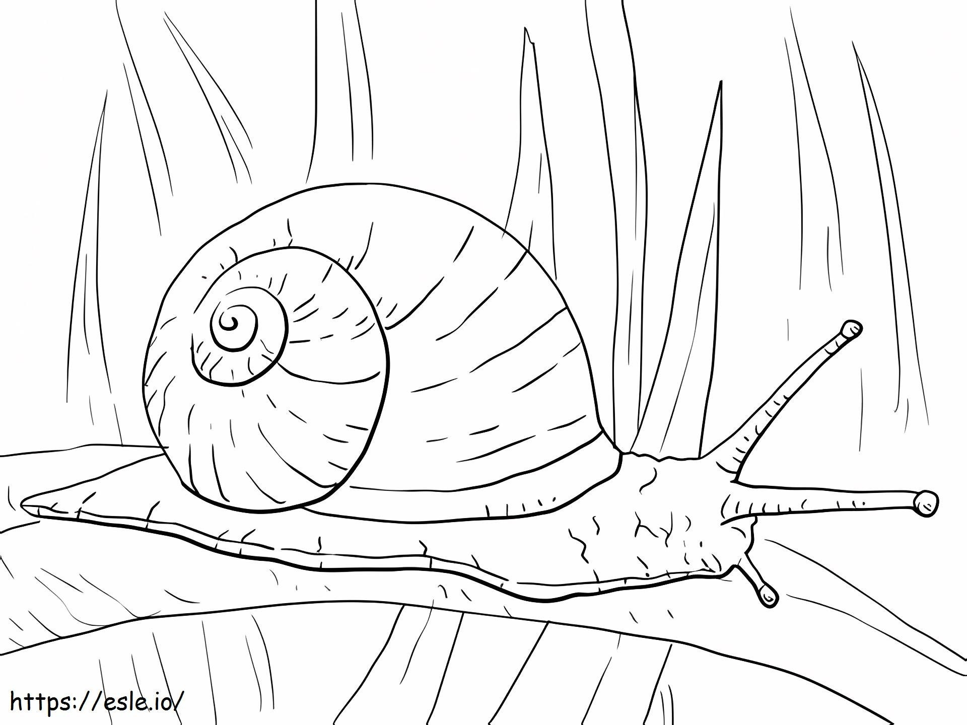 Snail On Long Leaf A4 coloring page