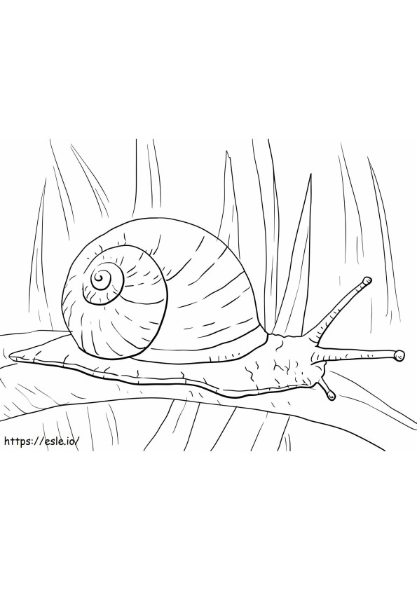 Snail On Long Leaf A4 coloring page