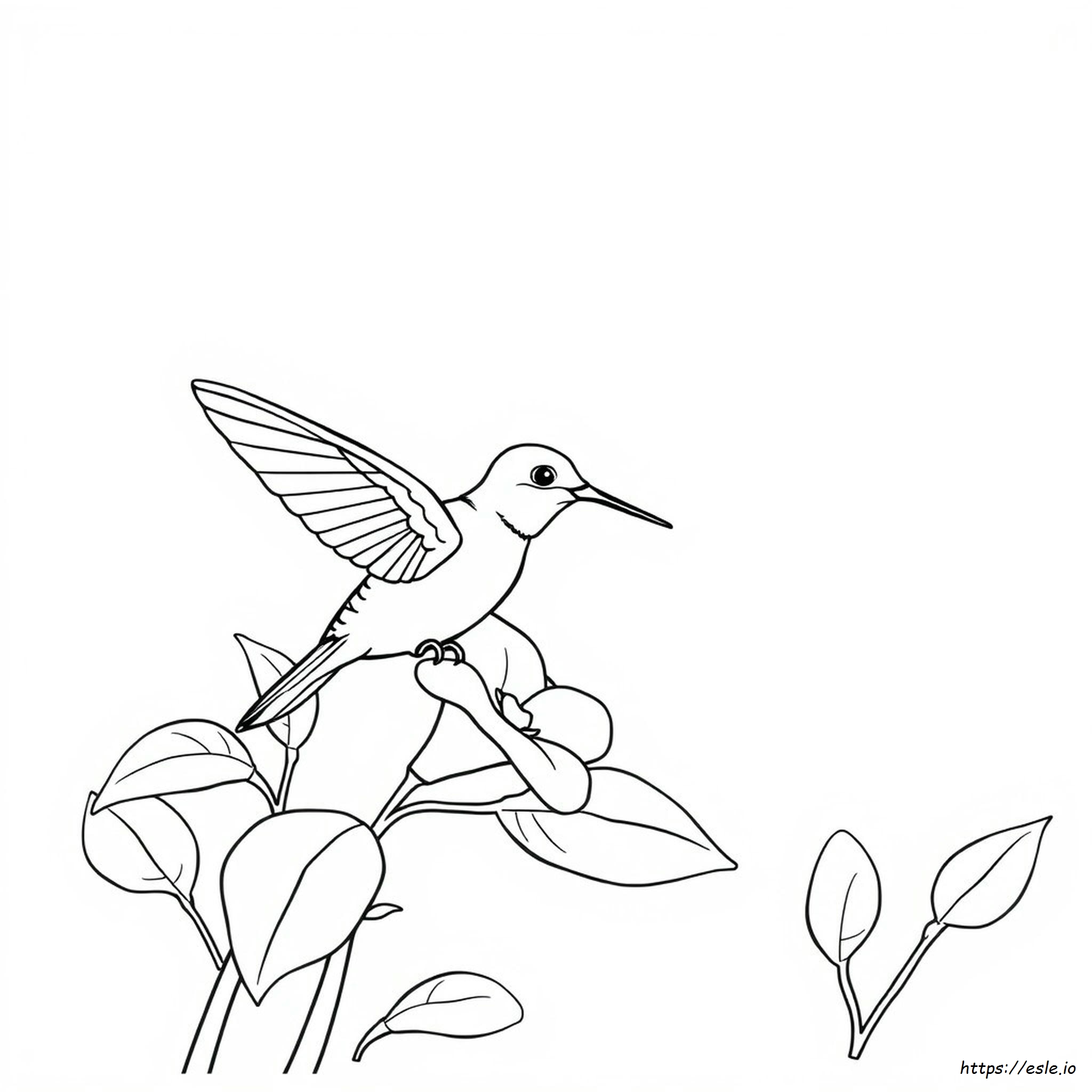 Easy Hummingbird Coloring Page