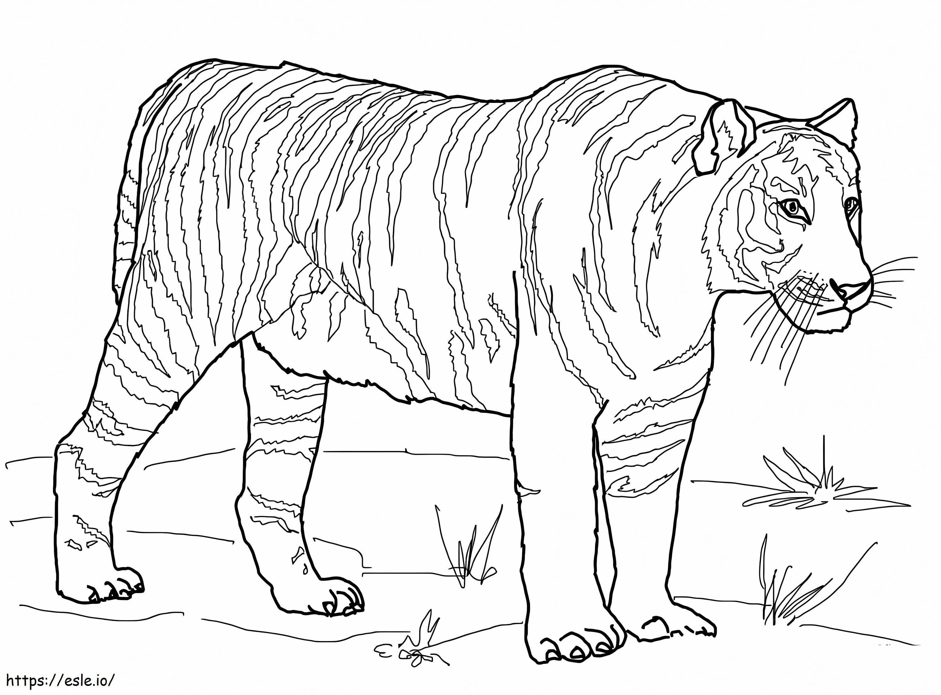 Bengalin tiikeri värityskuva