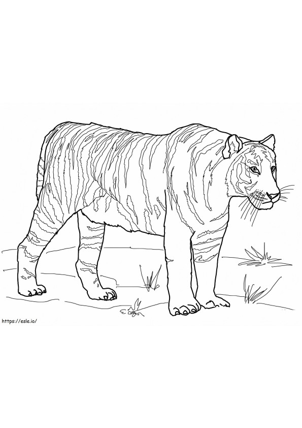 Tigre de Bengala para colorear