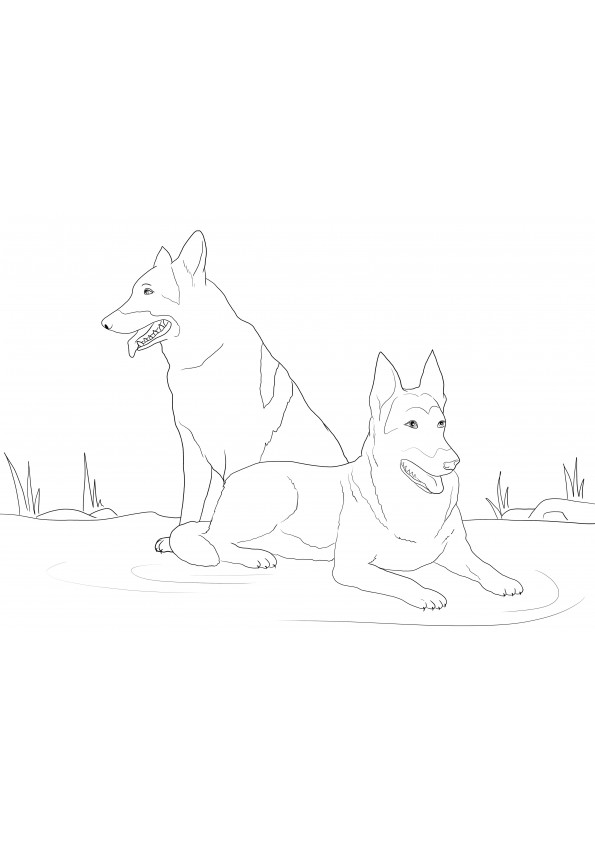 German Shepherd Dogs to print or download and color for free image