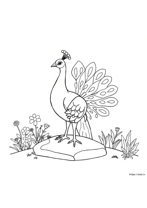 Kleuren Pauw Omtrek Tekening