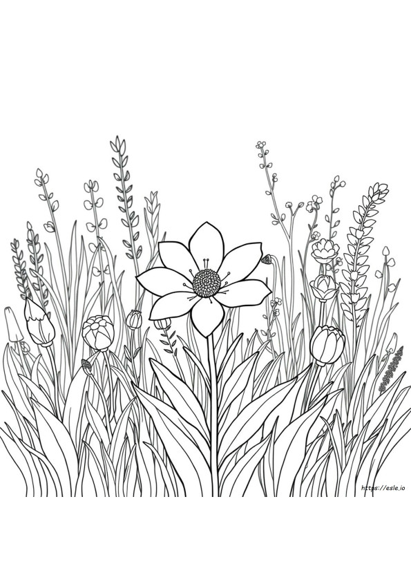 Botanische Ausmalbilder