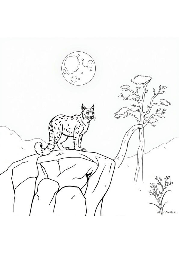 Lynx Coloring