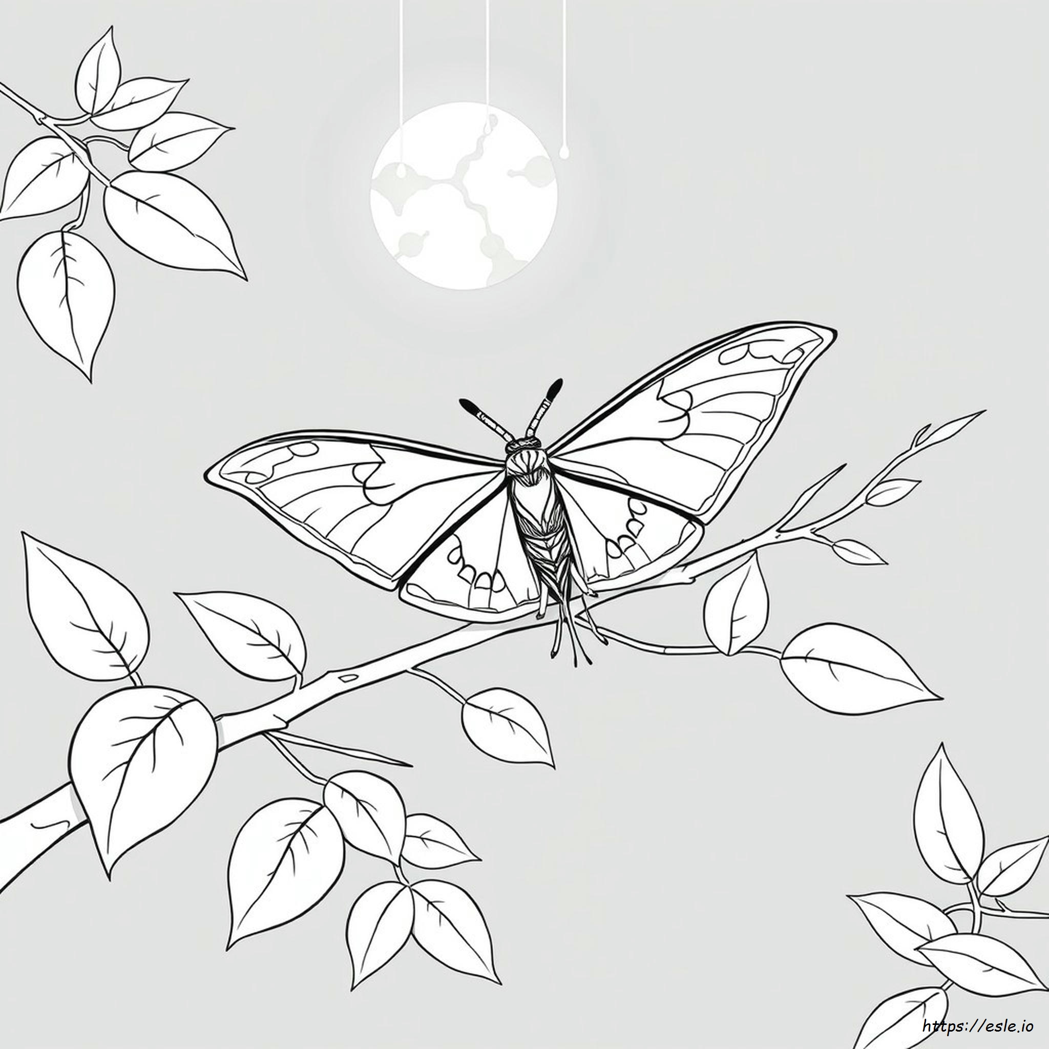 Mariposa Luna Para Colorear