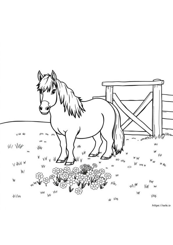 Shetland Midilli Boyama Sayfaları