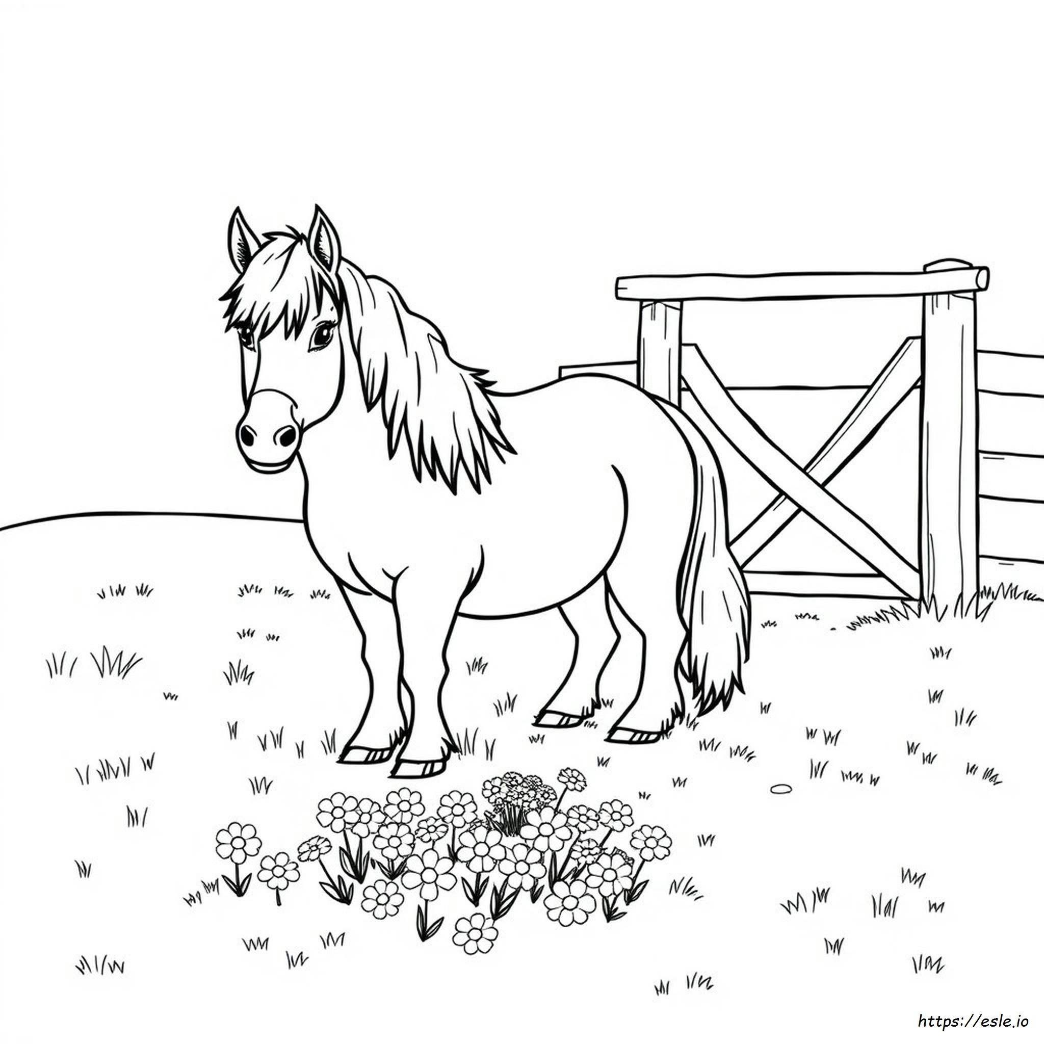 Shetland Pony Colouring Pages