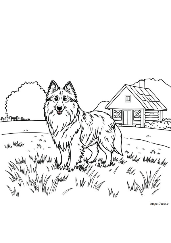 Shetland Sheepdog Coloring Pages