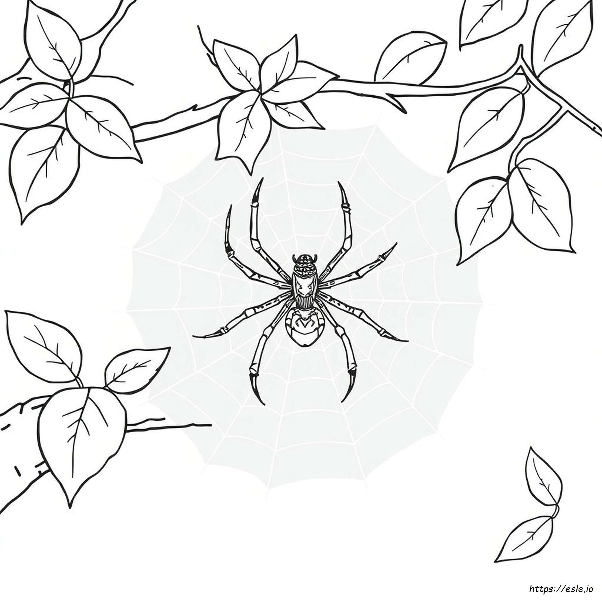 Black Widow Spider Coloring