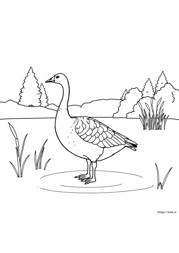 Coloriage Oie Du Canada