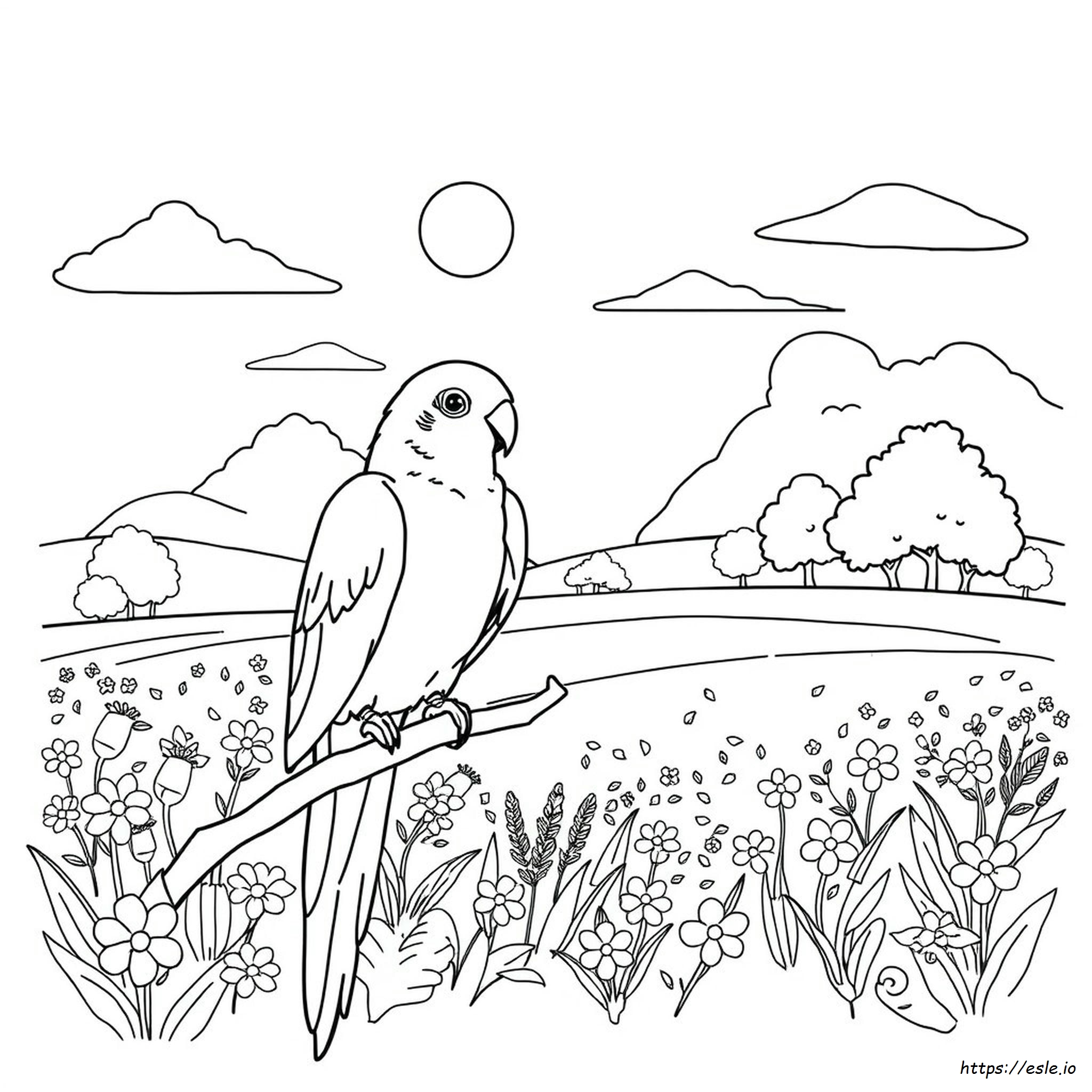 Parrot Pic For Colouring