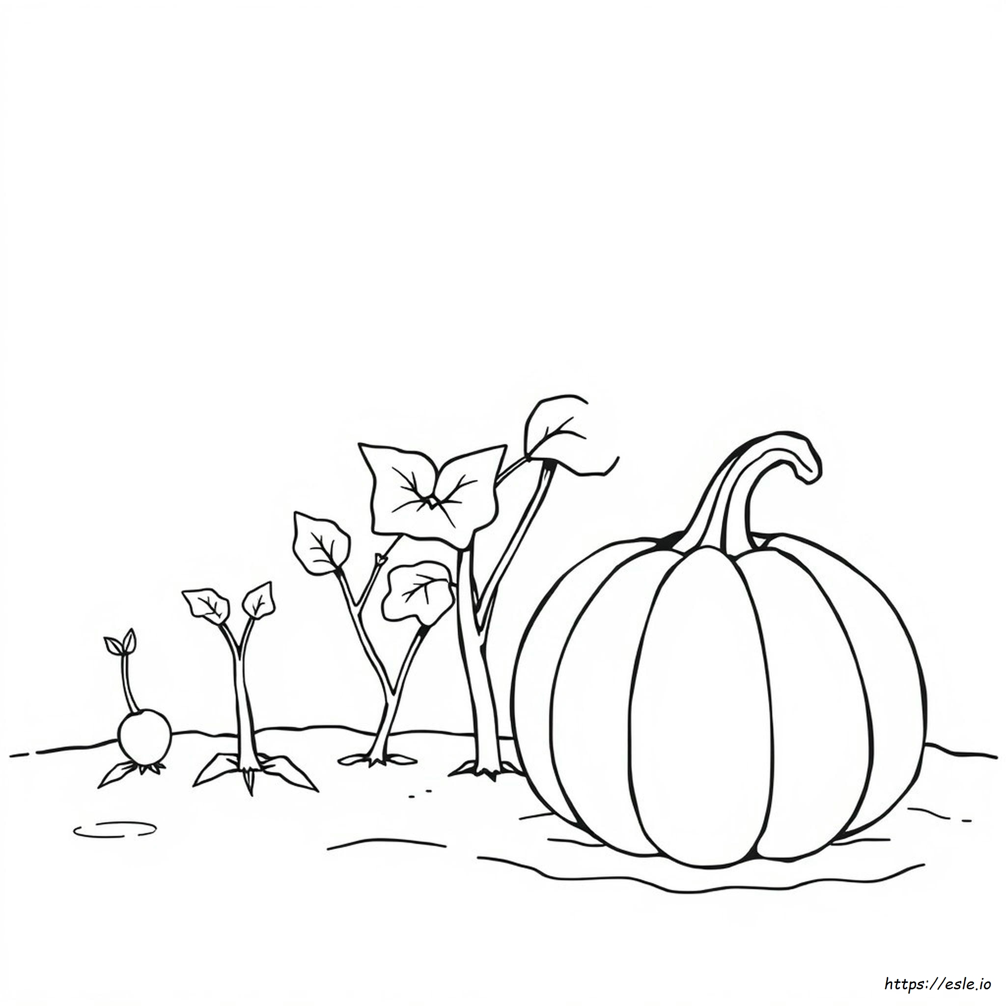 Pumpkin Life Cycle Coloring Page