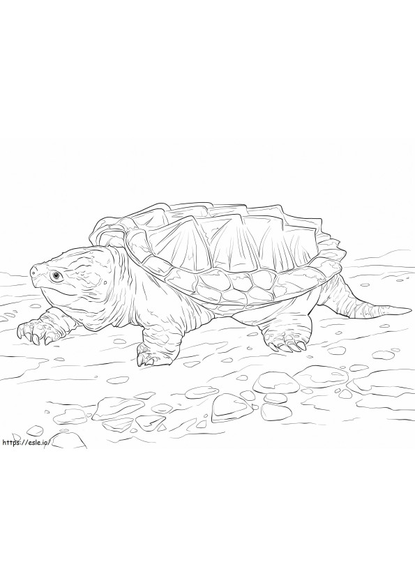 Tartaruga azzannatrice alligatore da colorare
