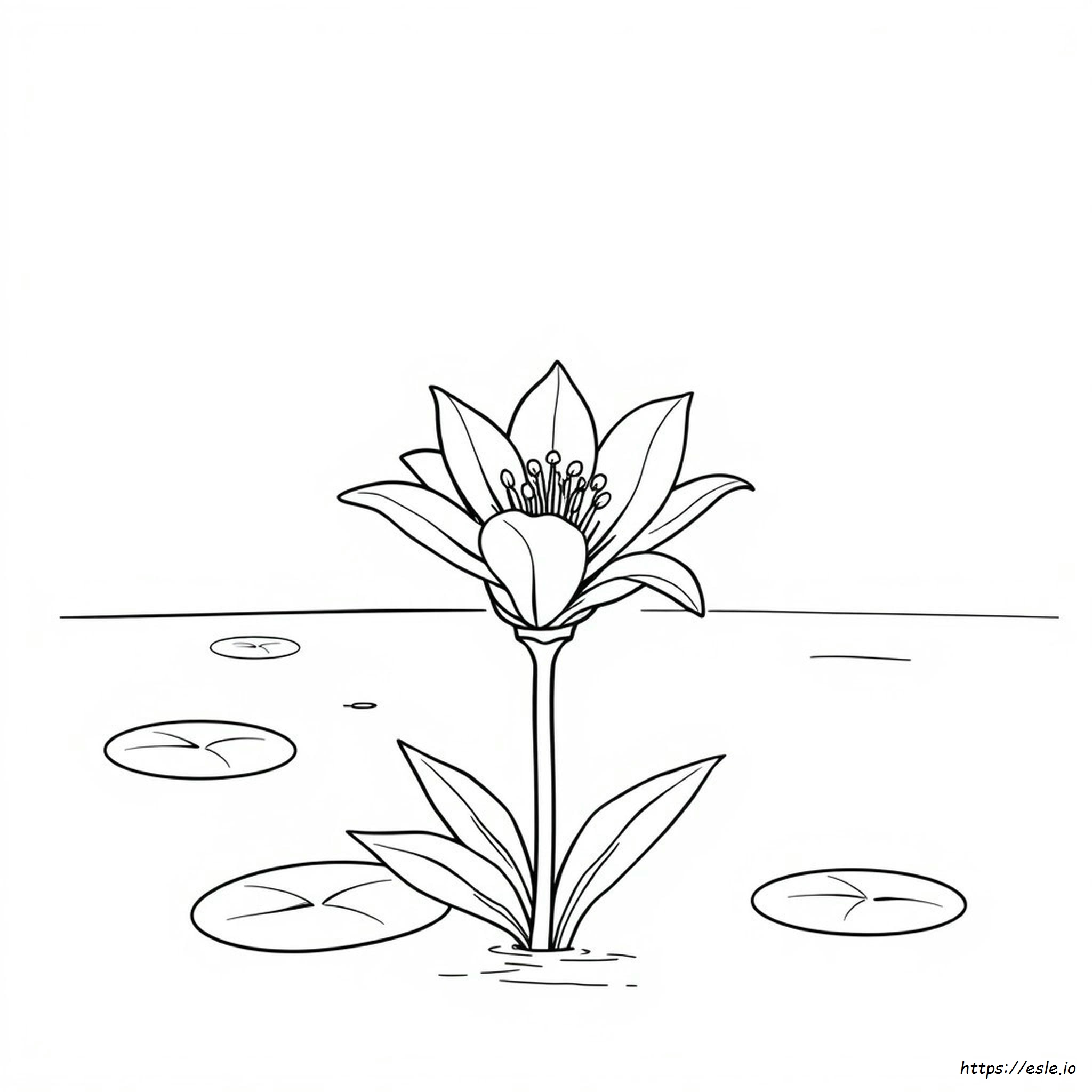 Lilien Ausmalbilder
