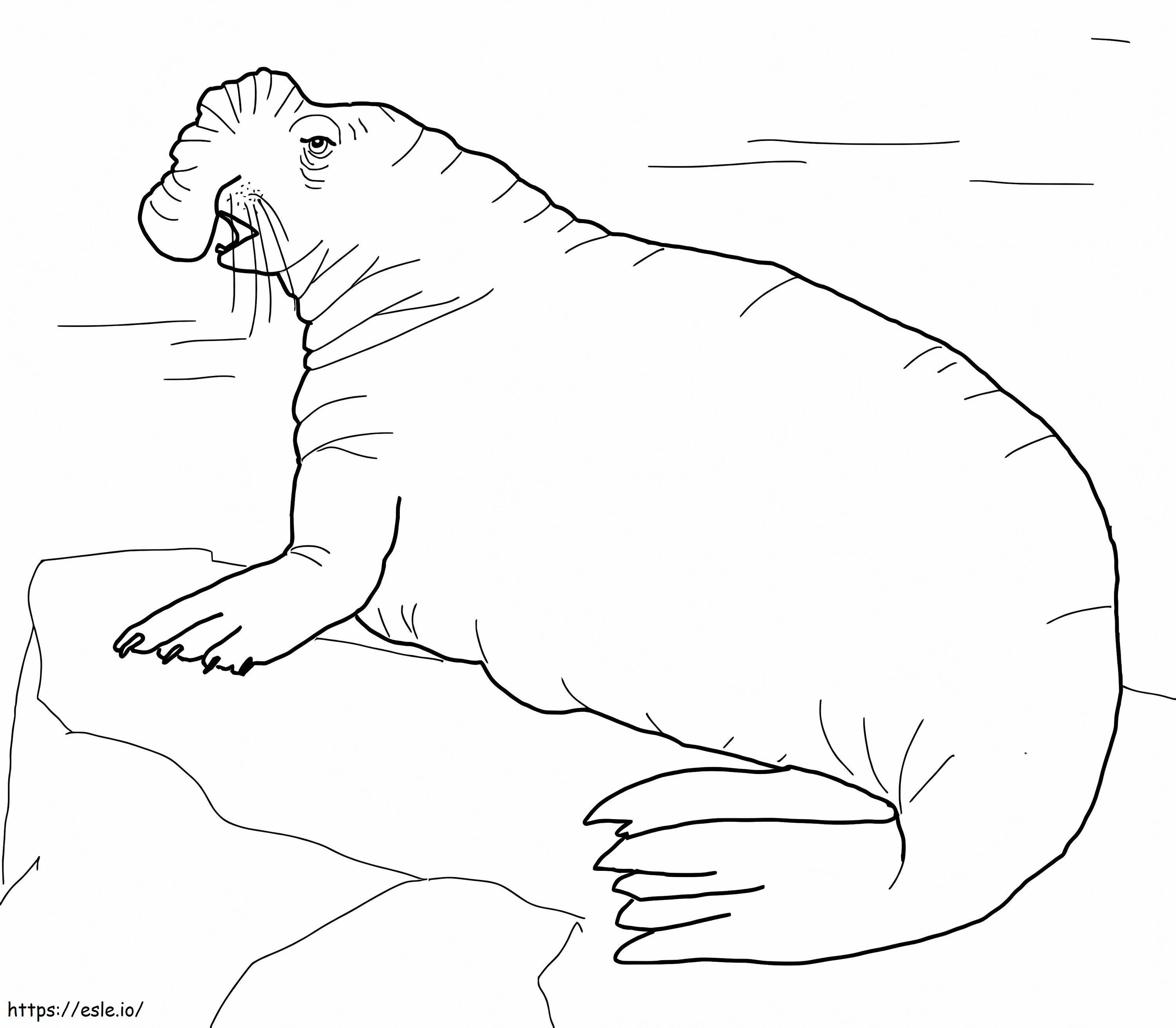 Southern Elephant Seal coloring page