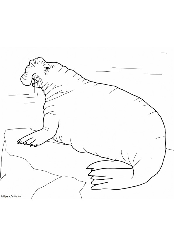 Southern Elephant Seal coloring page