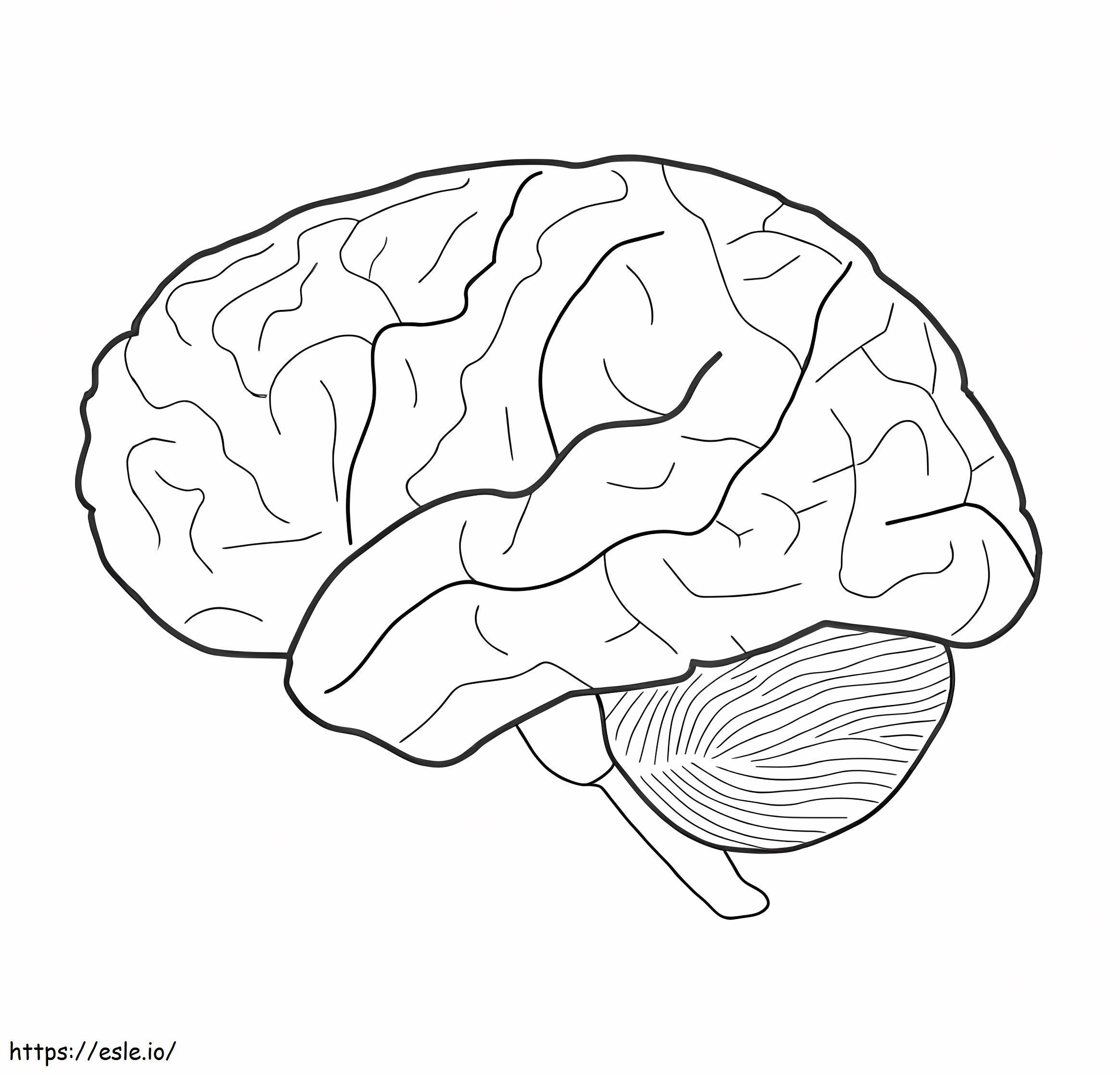 Ludzki mózg 3 kolorowanka