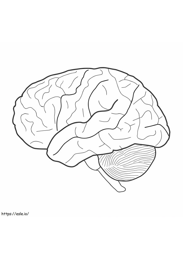 Cérebro Humano 3 para colorir