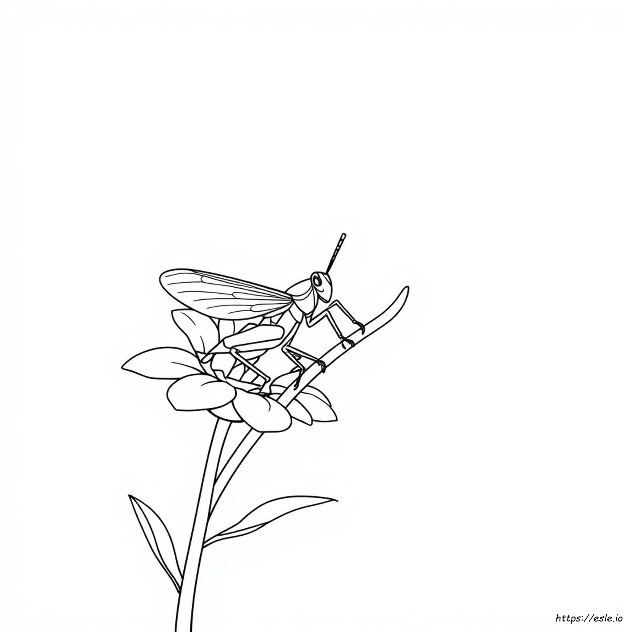 Cricket Colouring Pictures