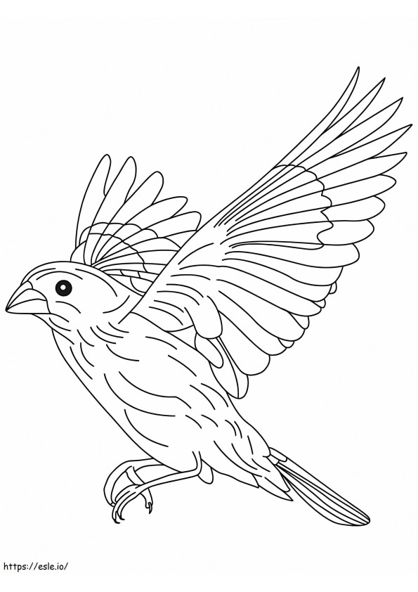 Incredibile uccello canarino da colorare