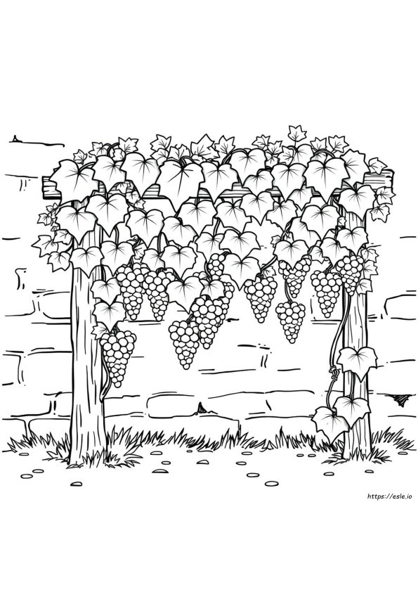 Coloriage Vigne
