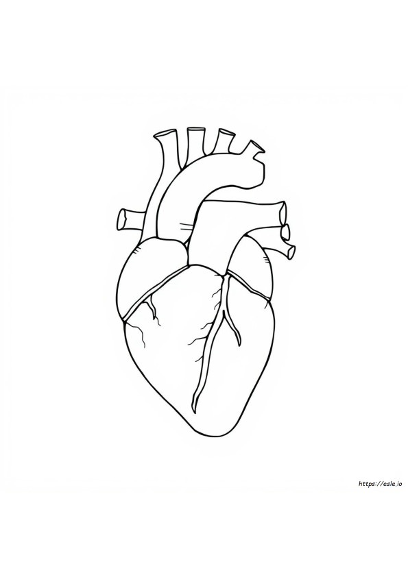 Anatomy And Physiology Coloring Workbook Page 136