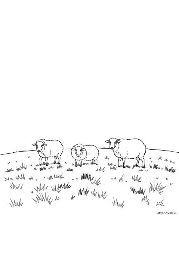 Schaap Kleuren Plaatjes