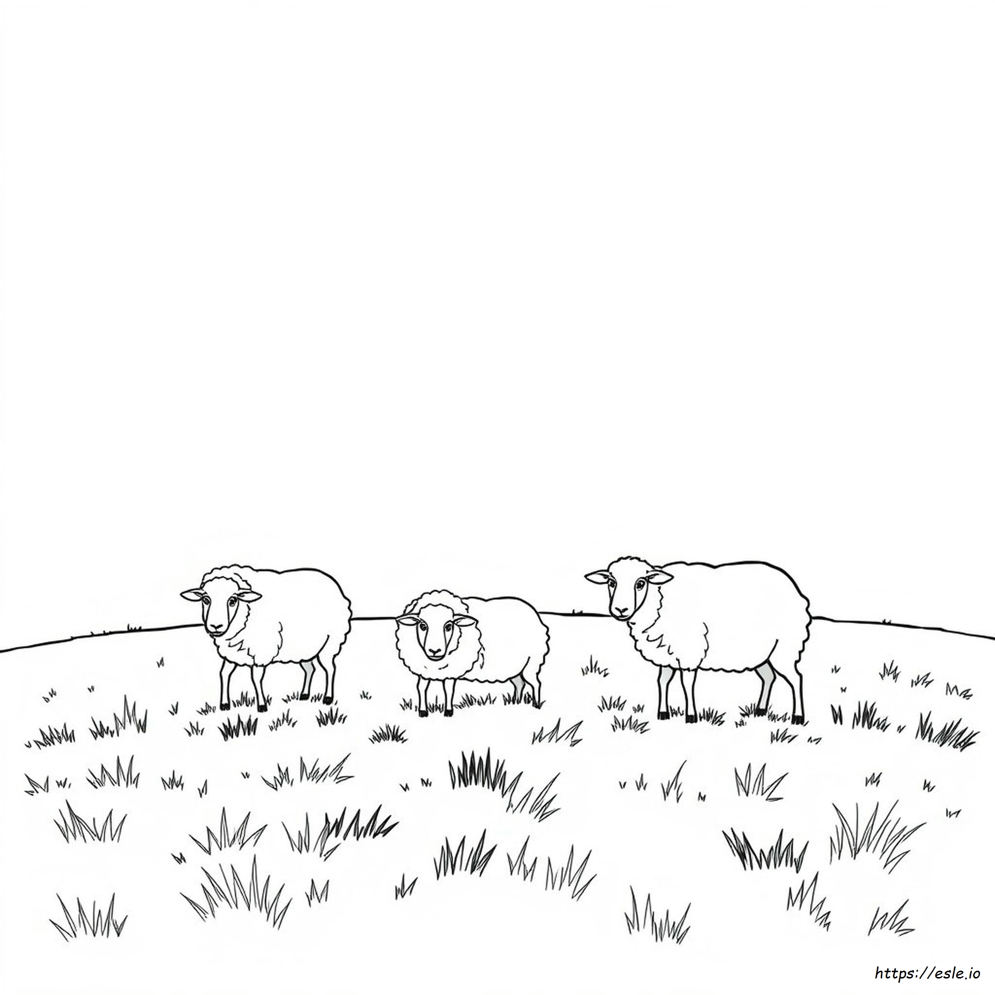Sheep Colouring Images