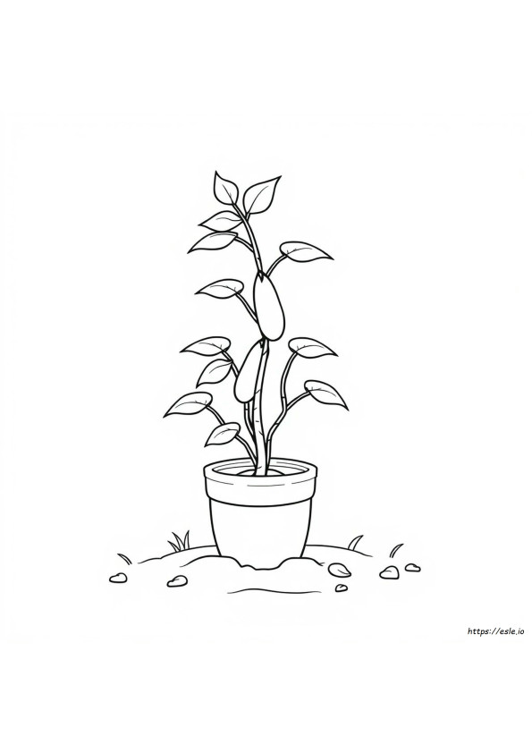 Bean Plant Coloring Page