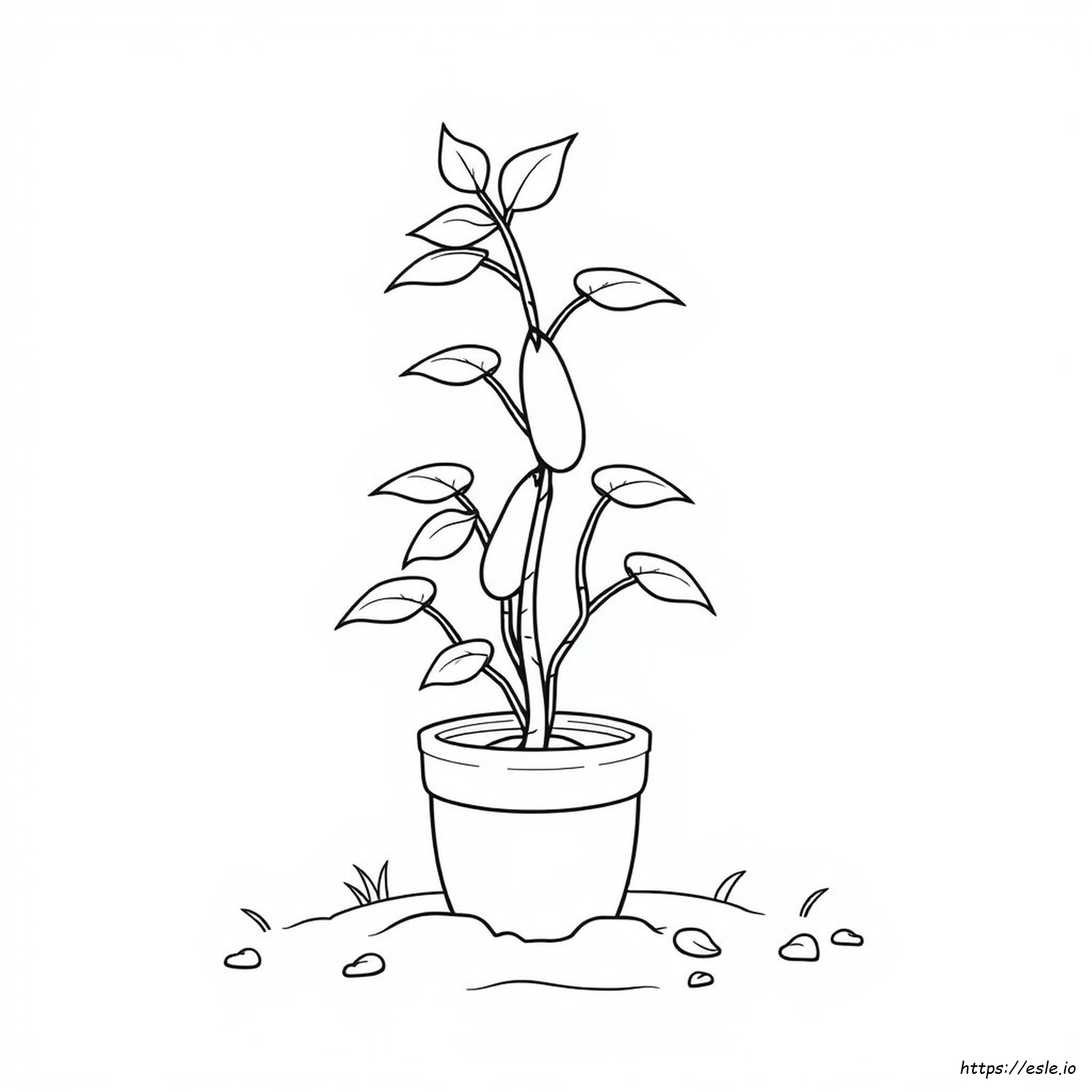 Bean Plant Coloring Page
