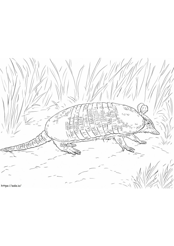Realistic Nine Banded Armadillo coloring page