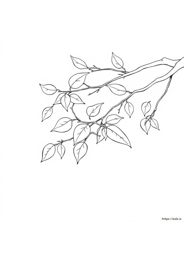 Colouring Pages Of Leaves