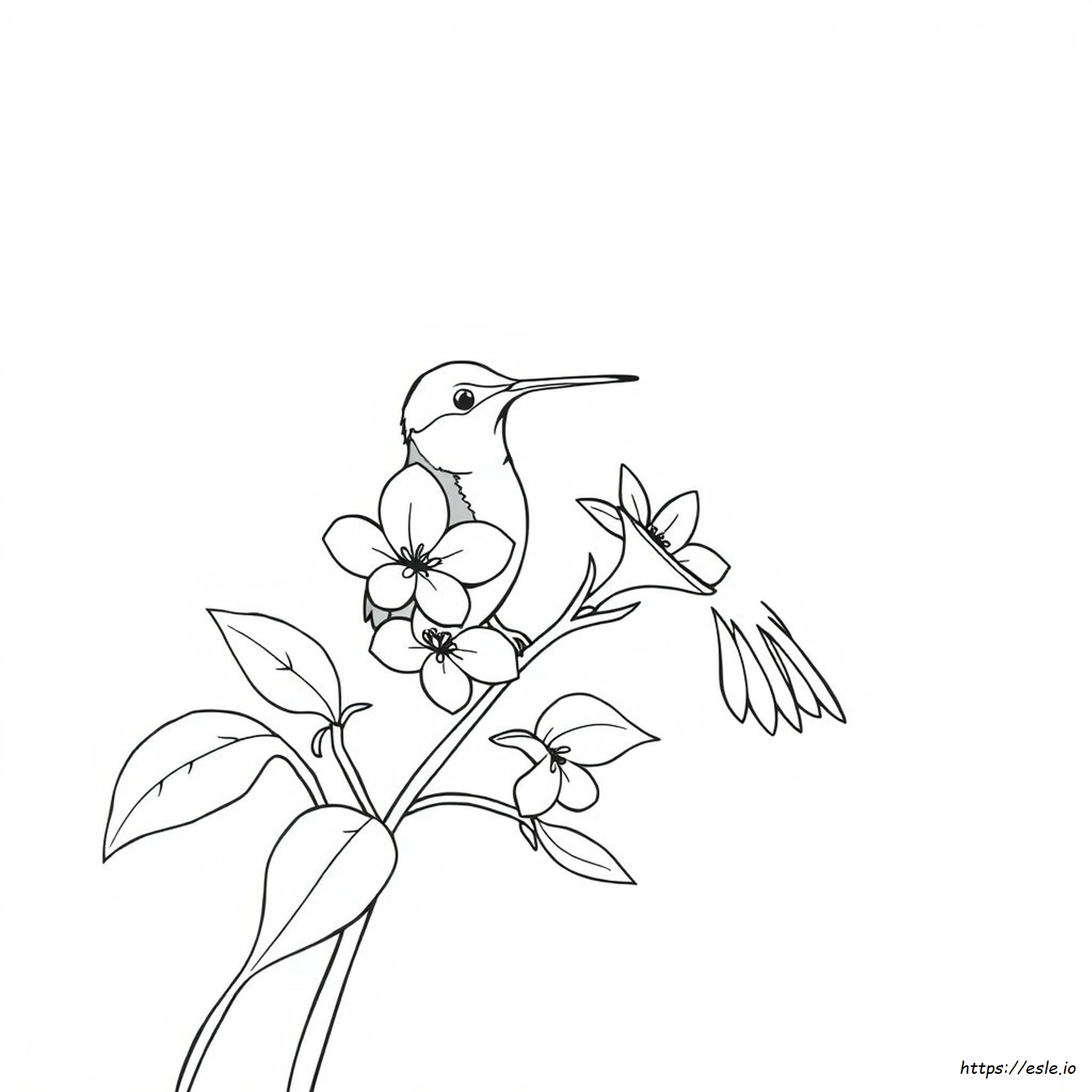Colibrì Da Colorare Per Adulti