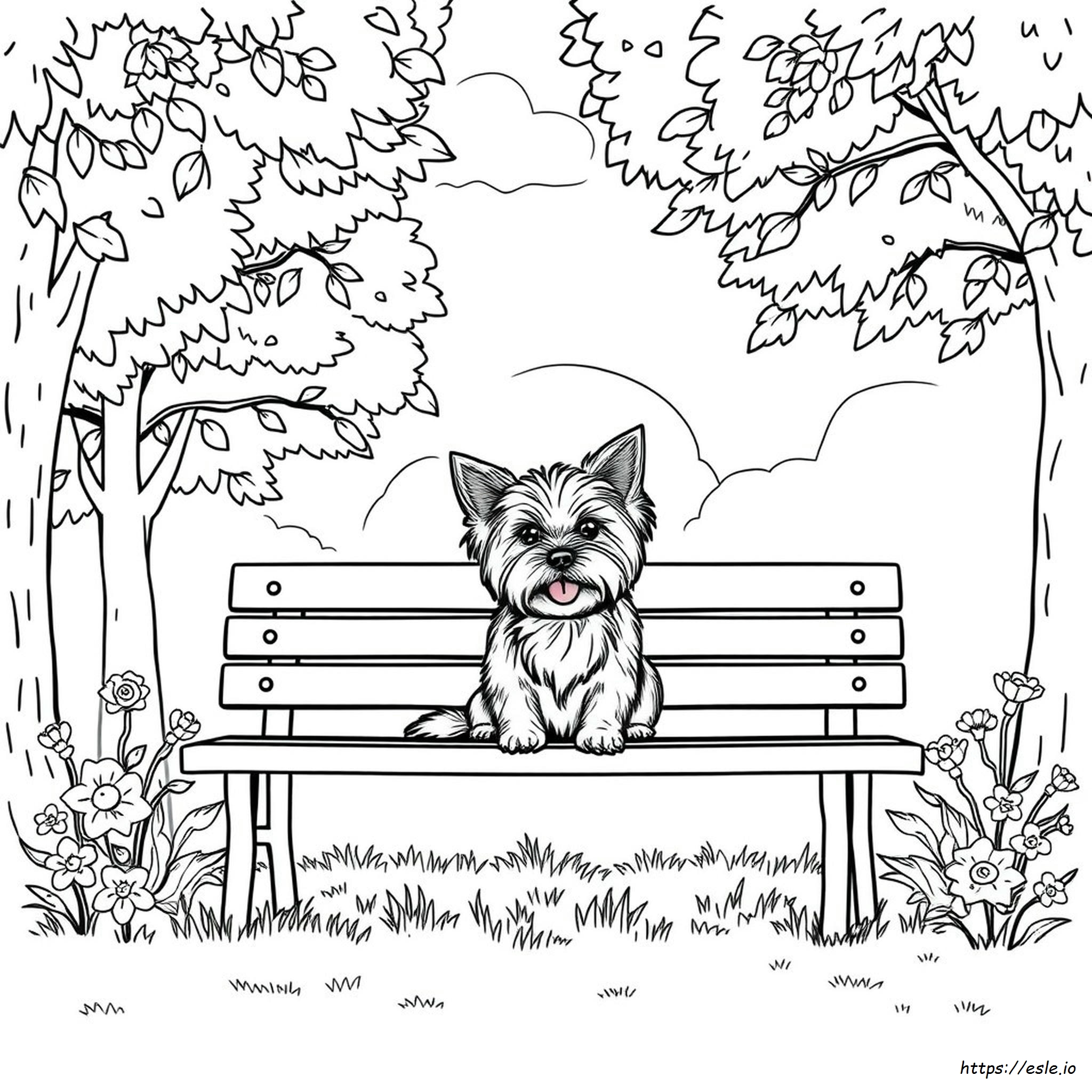 Yorkie Colouring Pages