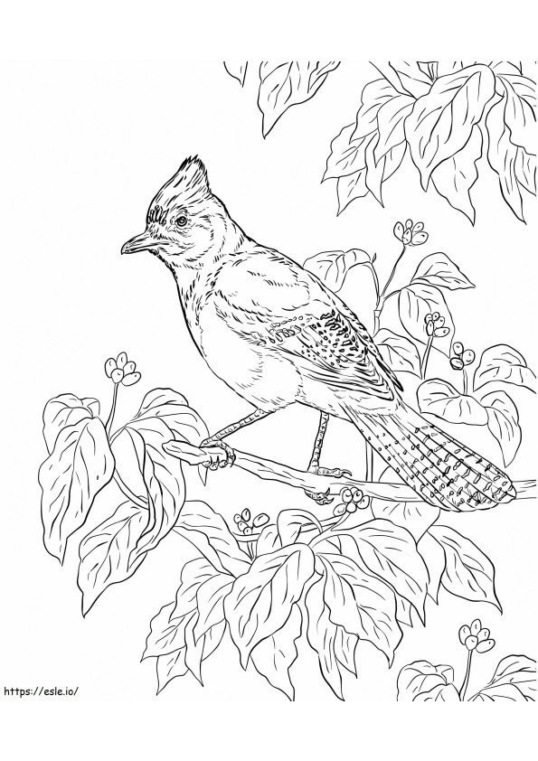 Jays On Tree Branch coloring page