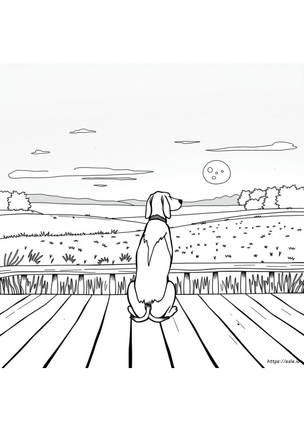 Coonhound Värityskuvat