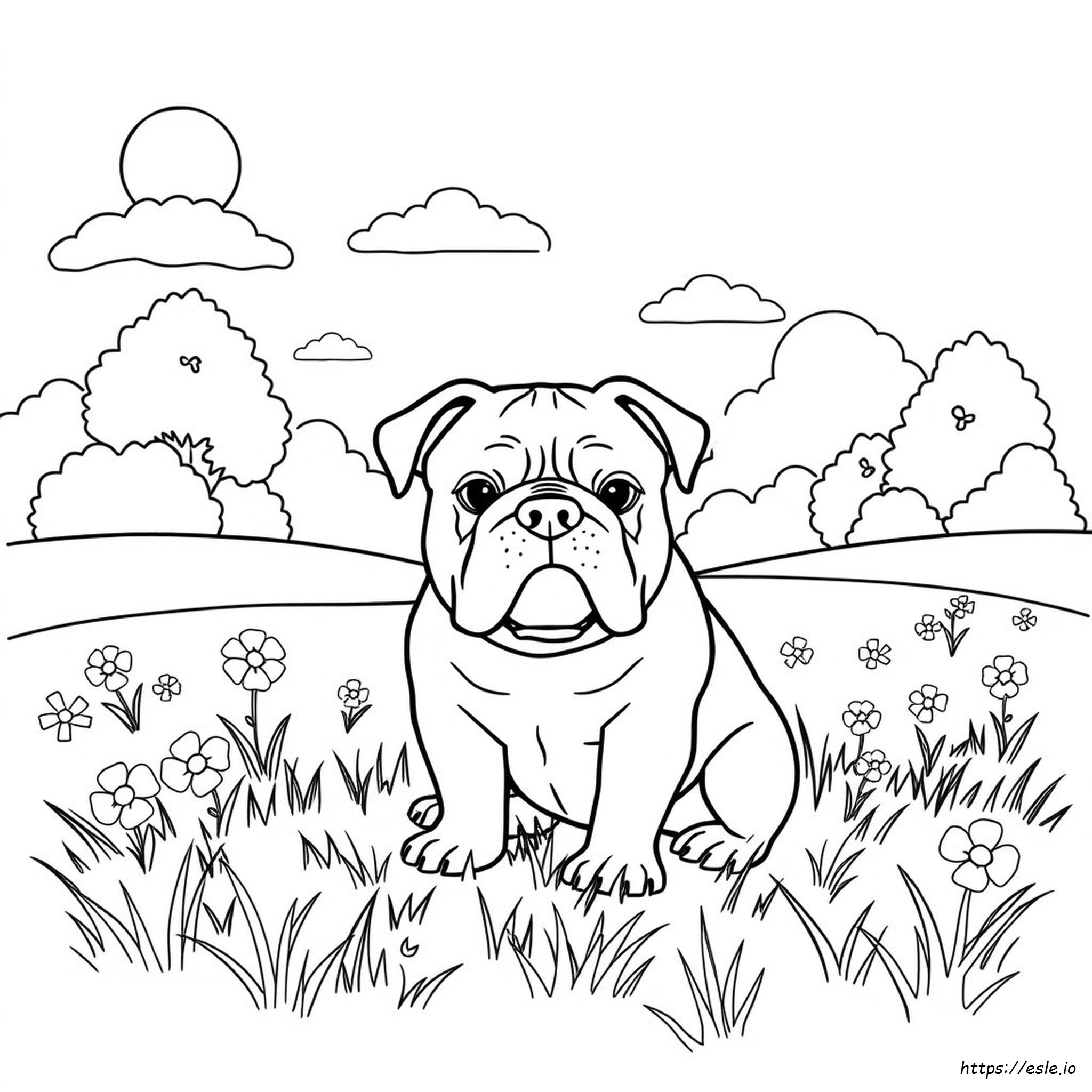 Bulldog Coloring Pictures