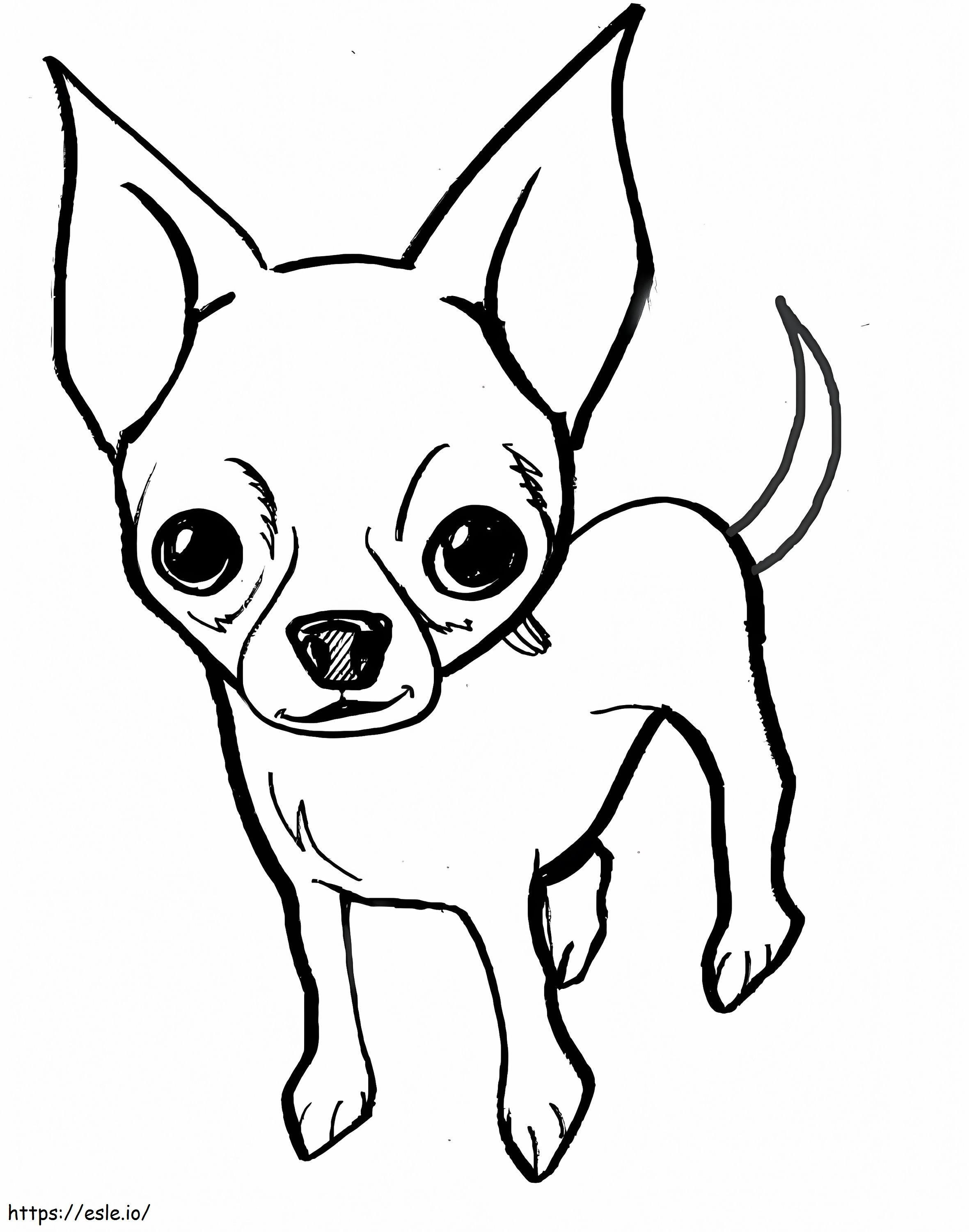 Un Chihuahua de colorat