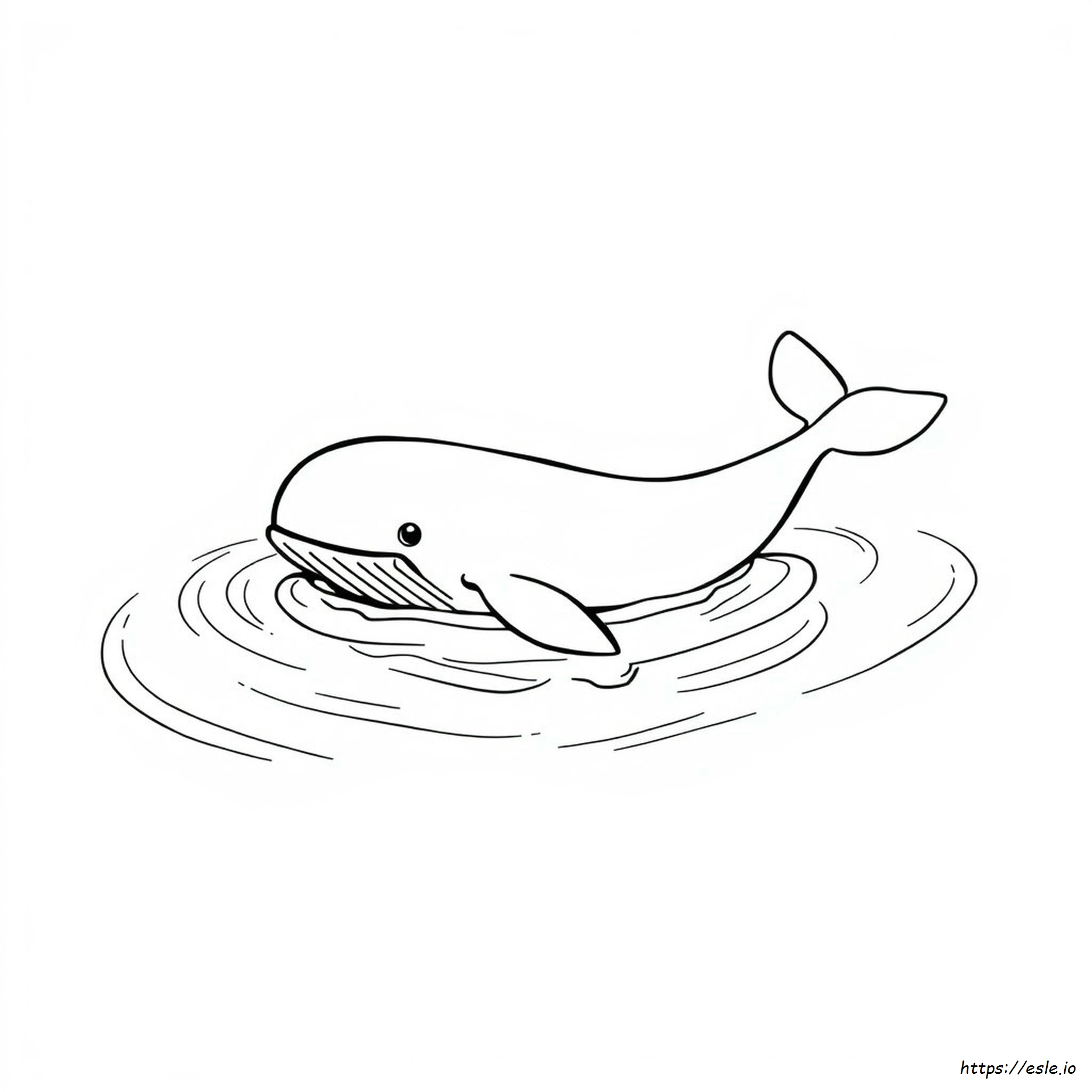 Whale Colouring Images